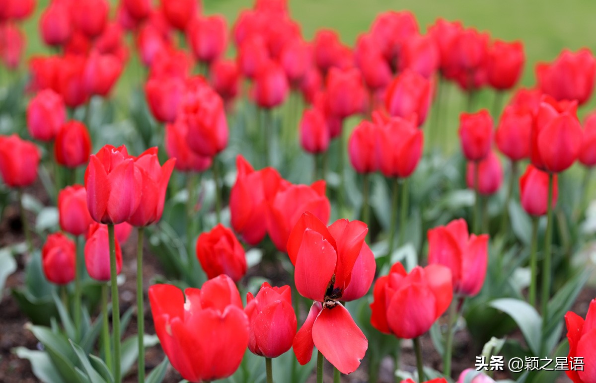 宁波最大的郁金香基地,宁波郁金香在什么地方