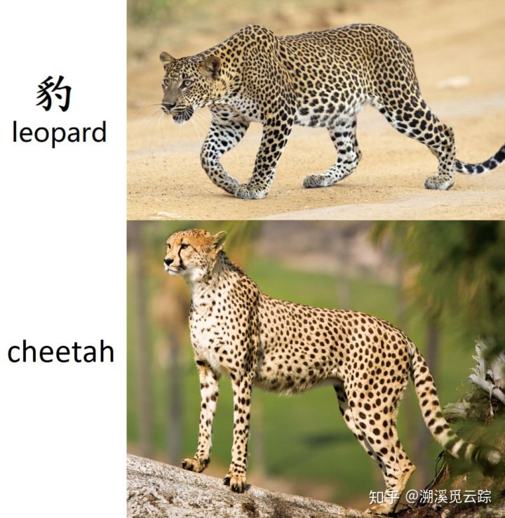 有哪些容易被认错的动物,容易被欺负的动物有哪些