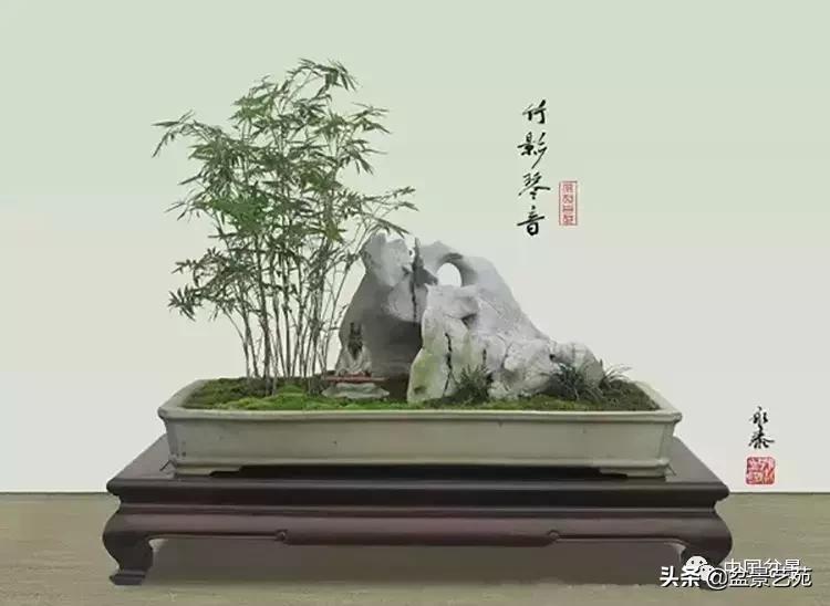 天生好养的36种盆景植物,什么植物盆景适合屋内养