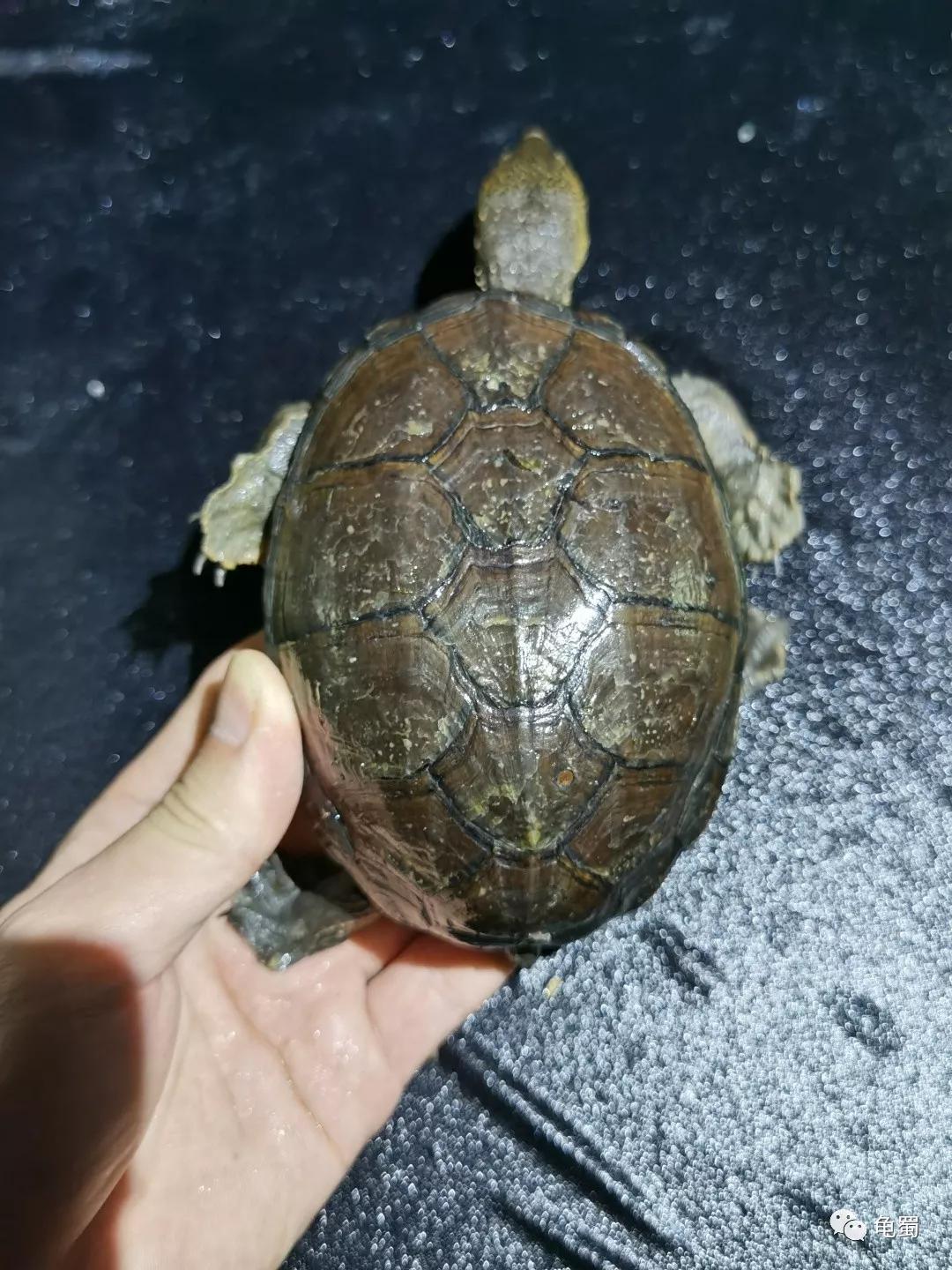 黄泽泥龟为什么冷门,泥龟冷门品种
