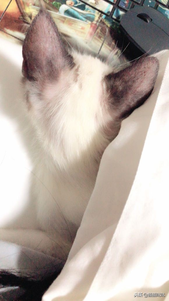 小猫得了猫癣怎么治好得快,小猫得了猫癣能治好吗