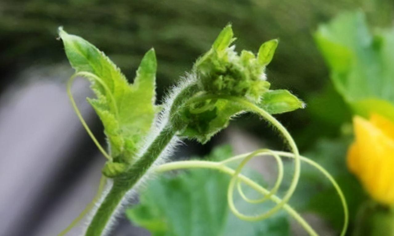 经常食南瓜藤对身体有什么好处,南瓜藤喂猪的危害有多大