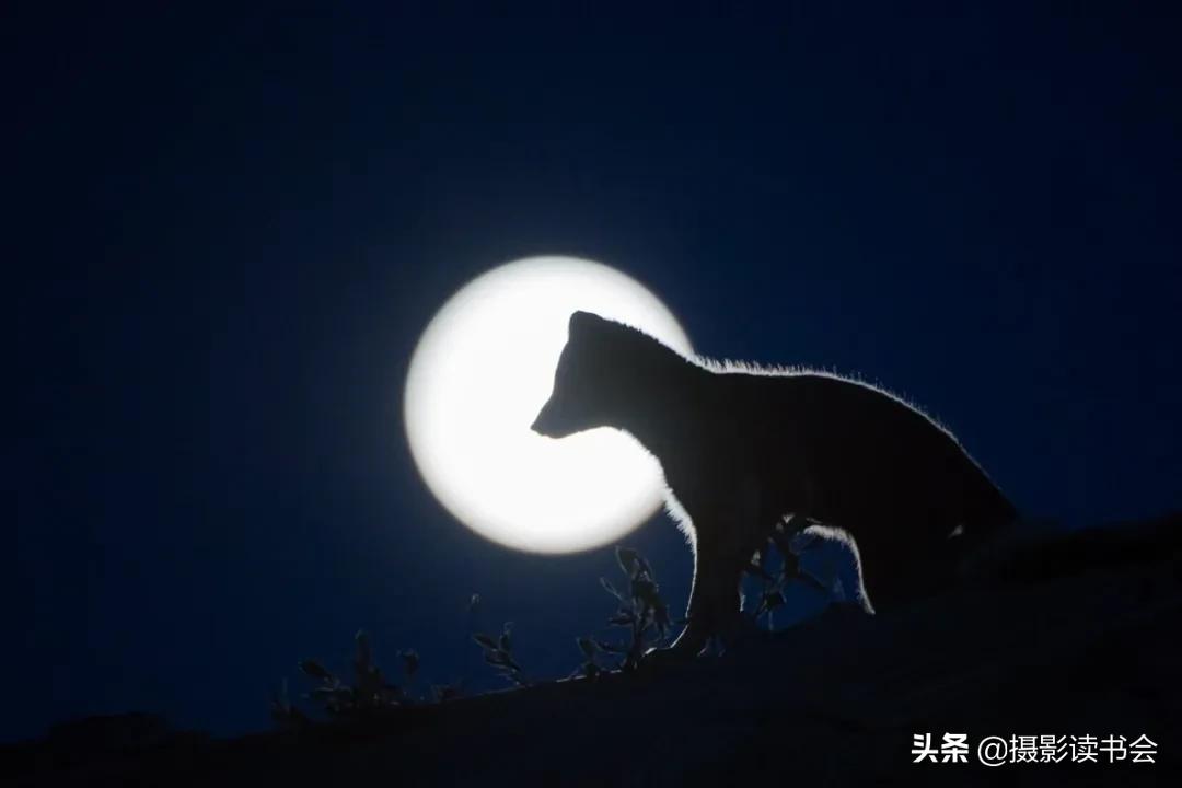 尼康拍野生动物,这位摄影师