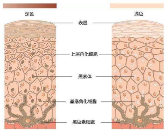 普及胶原蛋白对面部的优势,youngdoctor胶原蛋白肽是智商税吗