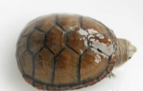 新手养龟泥龟推荐品种,麝香蛋龟是水龟还是半水龟好养些