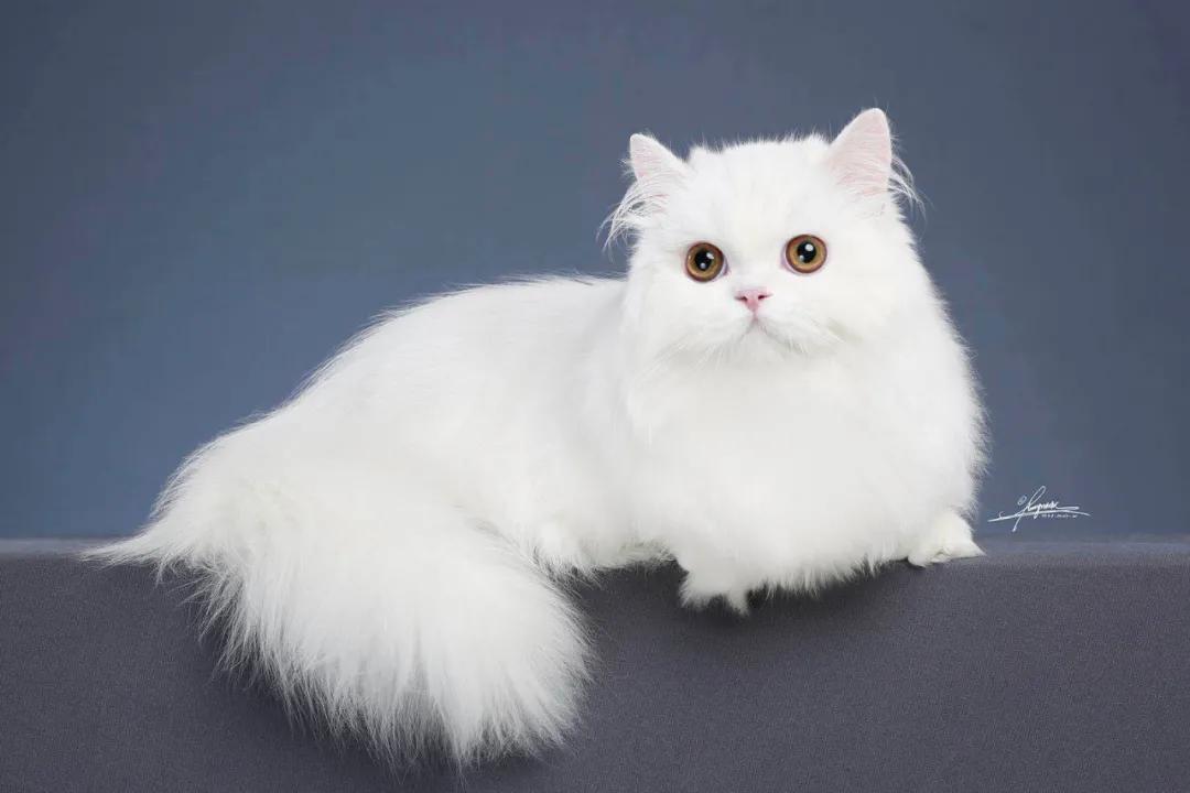 矮脚长毛大松尾拿破仑猫,长毛大尾巴拿破仑矮脚猫