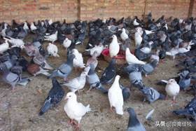 鸽子的常见疾病及治疗方法,鸽子常见疾病及治疗方法大全