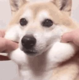 狗狗肾衰引起的腹水能治好吗,狗狗肾衰后食欲变强饮水量增加