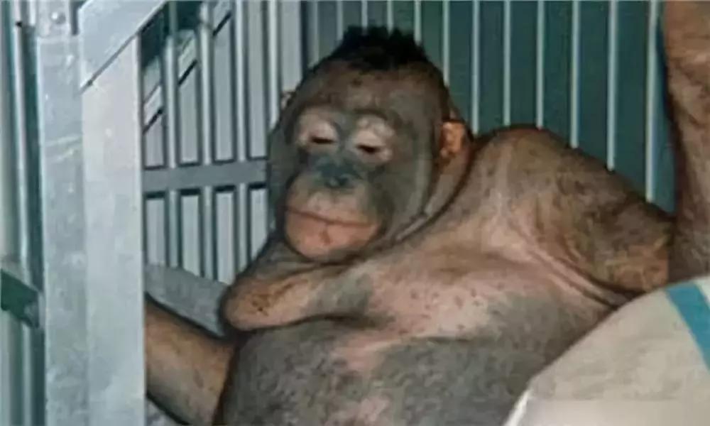 她被非人囚禁6年做*奴性**，每天擦口红喷香水……人性有罪恶极限吗？