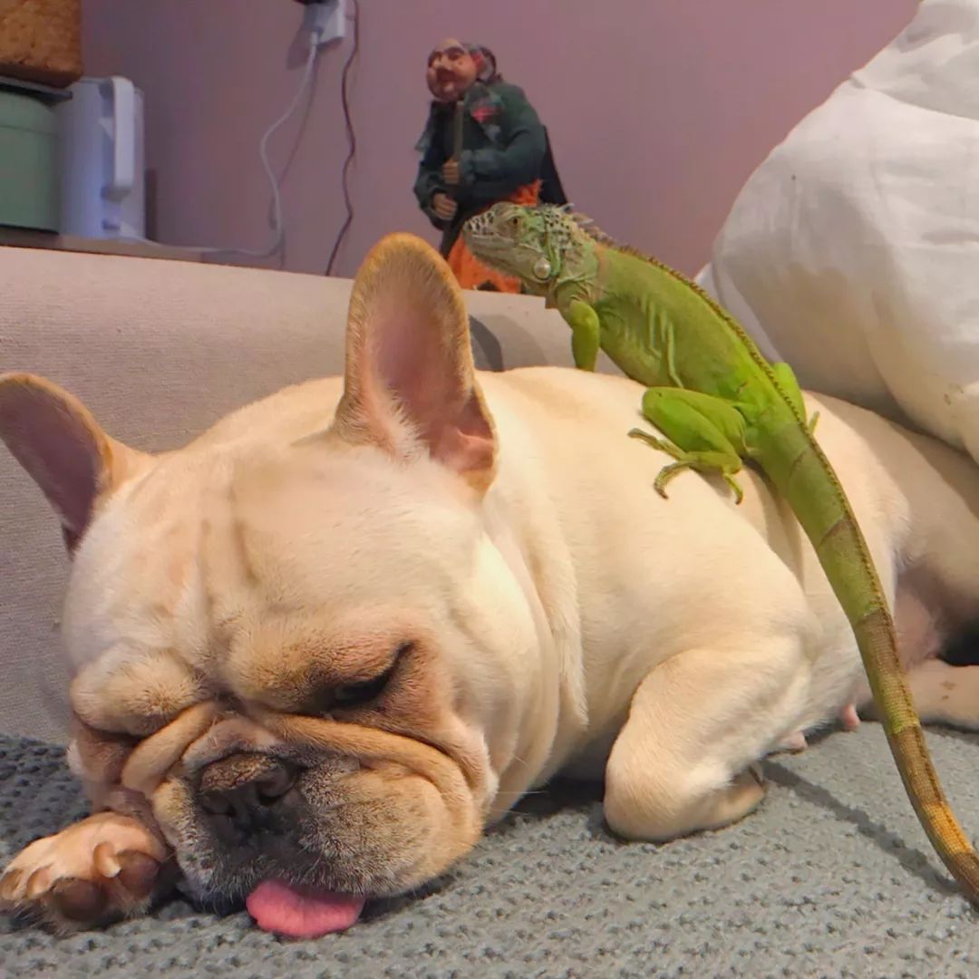 一只鸭子一万五元,一只鸭子一万多