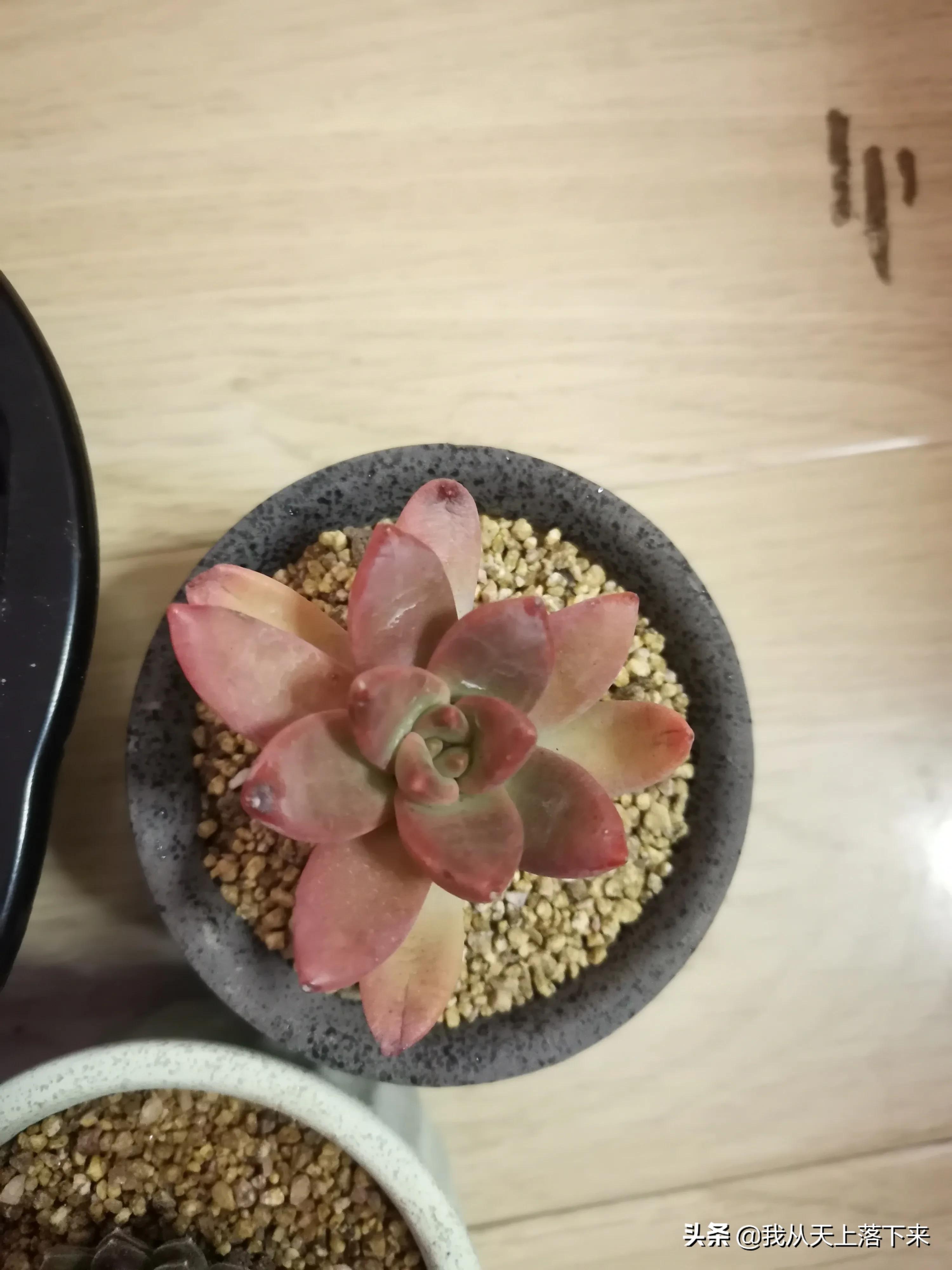 89种常见多肉植物品种图，实物拍摄，还不认识的小伙伴赶紧收藏好