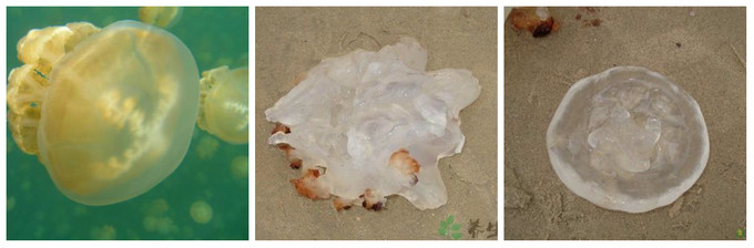 青岛海边景点路线推荐,青岛最美沿海公路怎么自驾