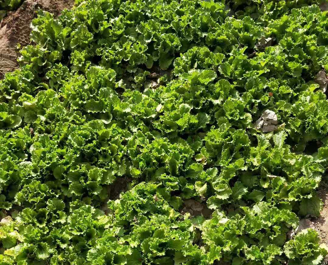 生菜催芽播种后几天可以出苗,湖北现在播种生菜几天出苗