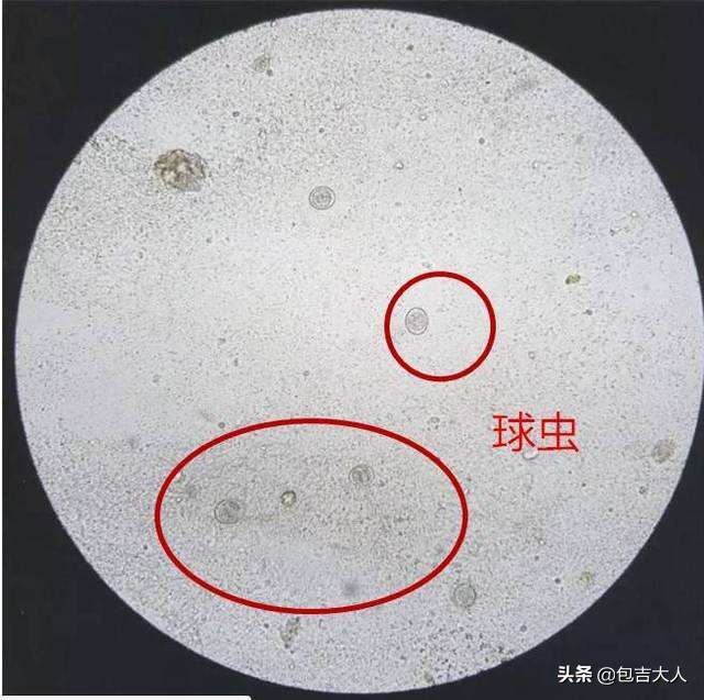 过来人告诉几种方式养猫省钱省心,养猫经验分享系列
