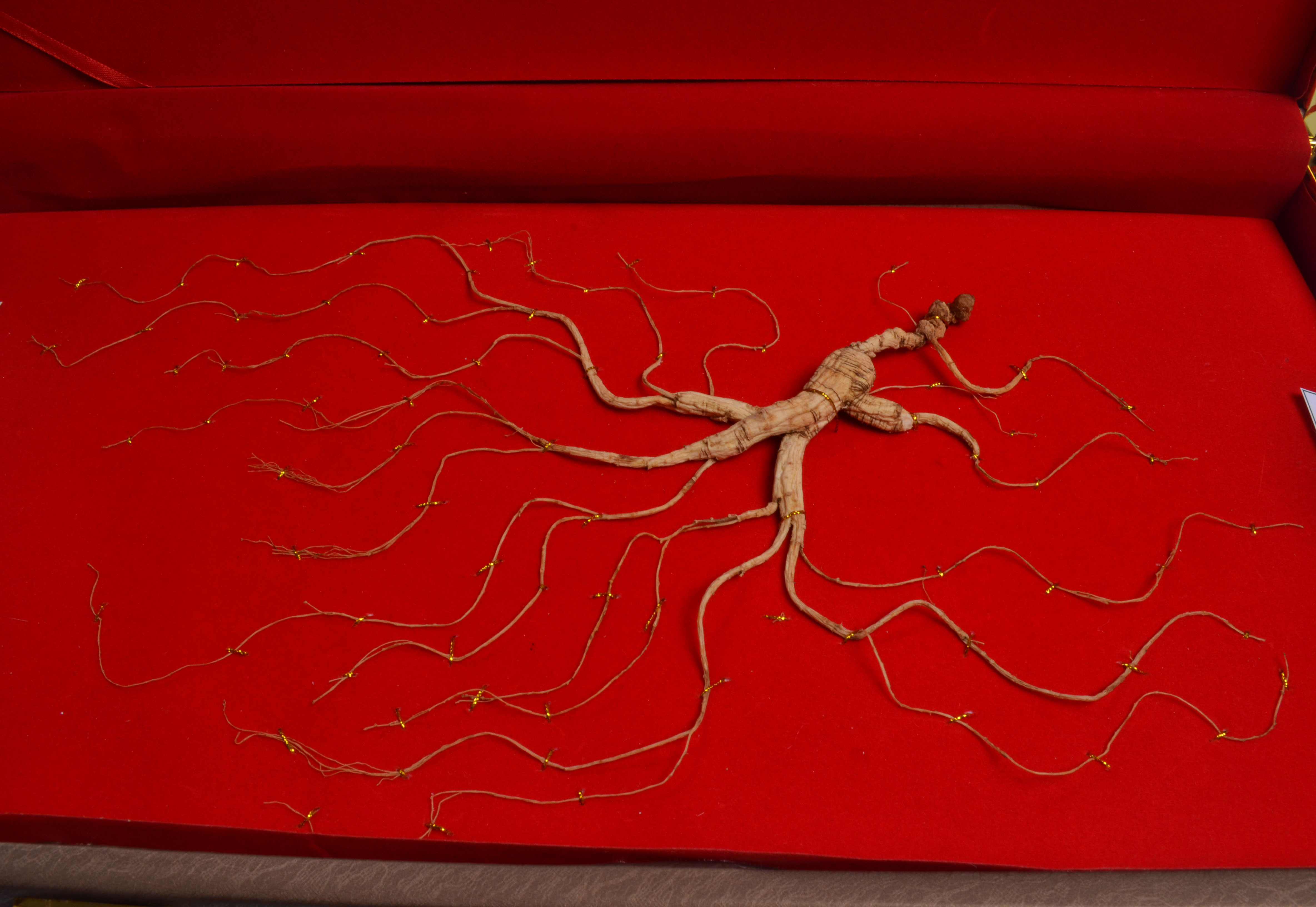 人参到底有多贵,人参真的很贵吗