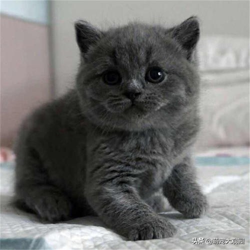 英短猫纯种怎么看,英短虎斑猫是纯种的吗