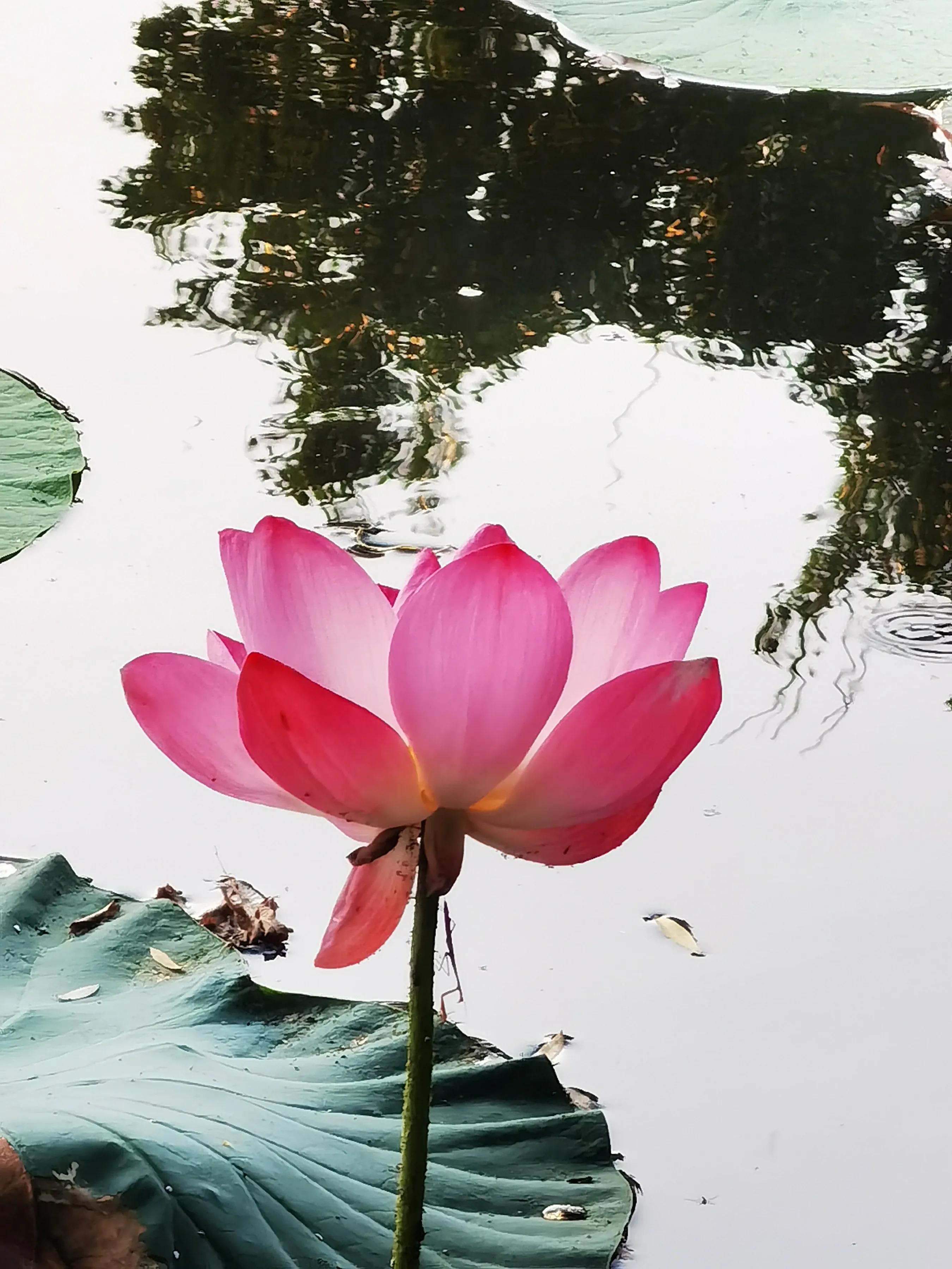 手拍世界作品集402期,2022年世界手机摄影大赛征稿