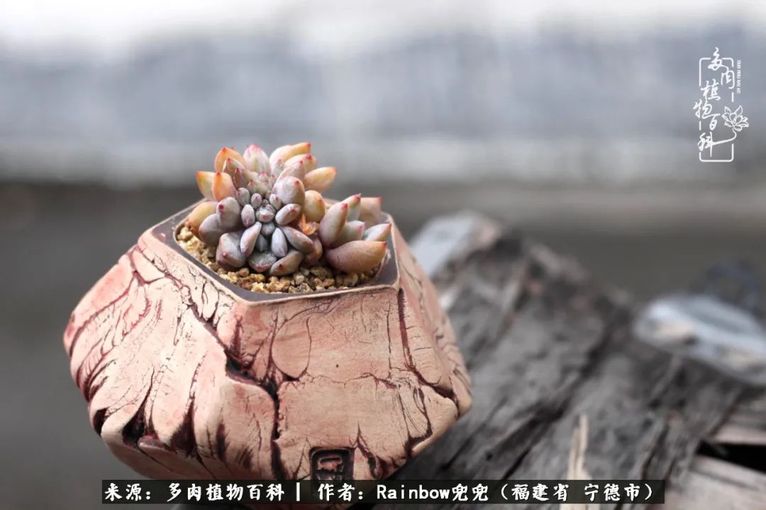 岁月无波澜余生不悲欢是啥意思,愿你岁月无波澜敬我余生无悲欢