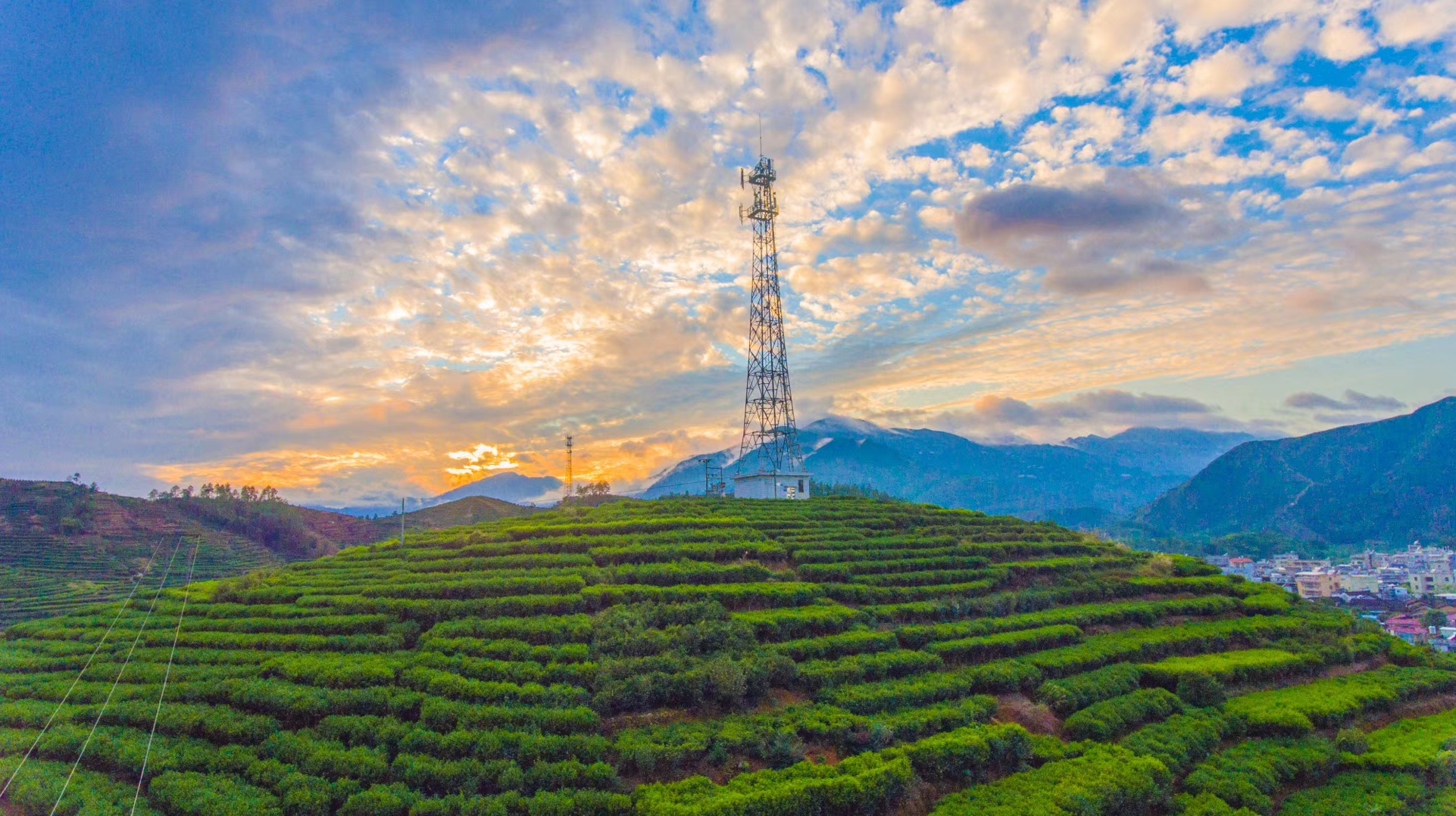 潮州凤凰单丛高香型雪片茶,潮州工夫茶凤凰单丛
