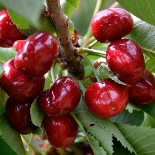 大樱桃和车厘子是一个品种吗,大樱桃为什么叫车厘子