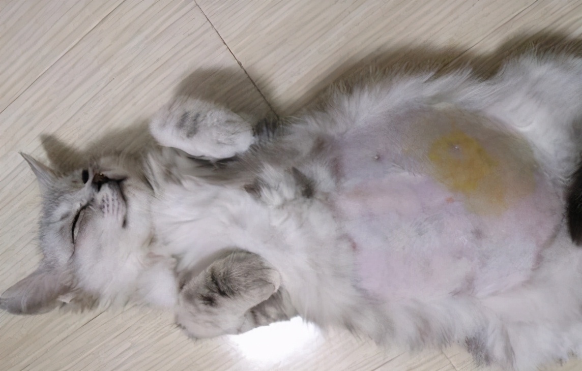 猫咪十大常见疾病及症状,猫咪常见的5种病