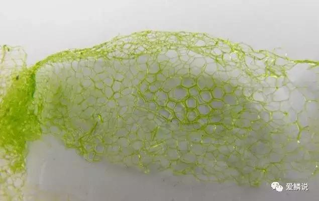 什么环境蝴蝶鲤容易得肠炎,家养鲤鱼的几种常见病