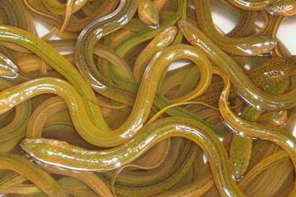 淡水鱼养殖技术和前景,哪种淡水鱼养殖经济效益更高