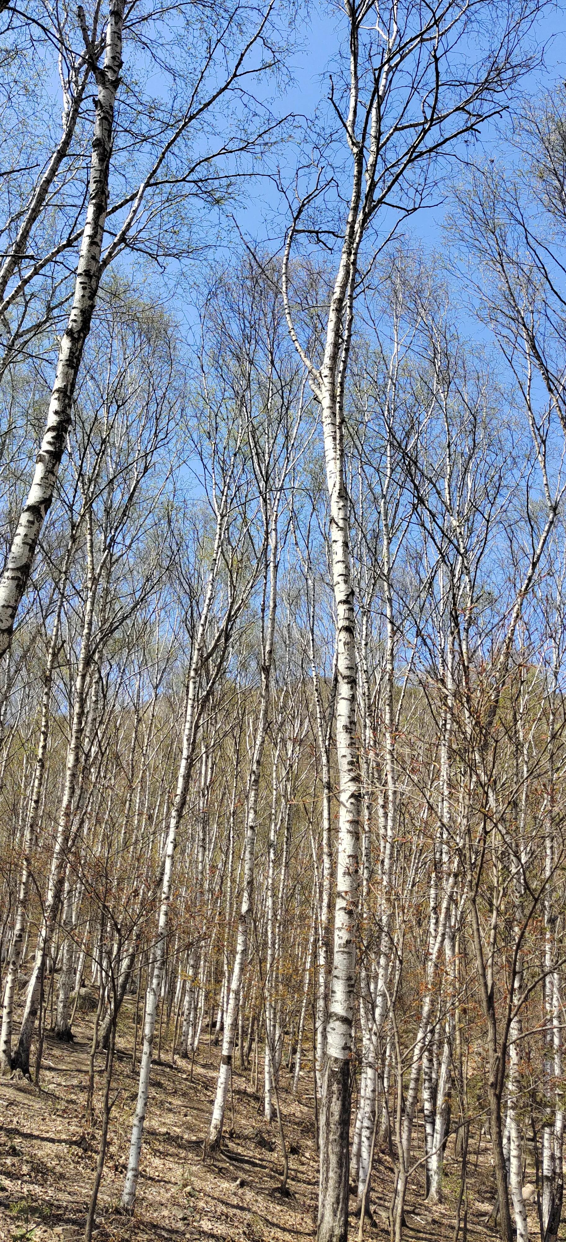 喇叭沟门原始森林住宿,喇叭沟门原始森林冰川