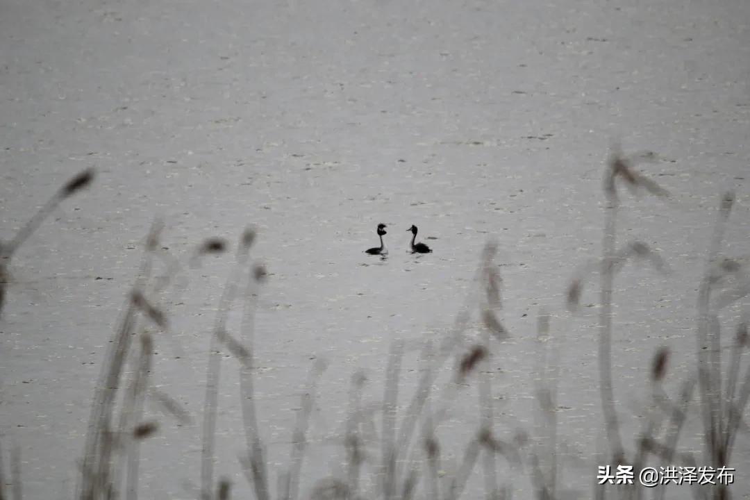 【V视】享自然丨千余只“凤头鸊鷉”洪泽湖畔捕食嬉戏