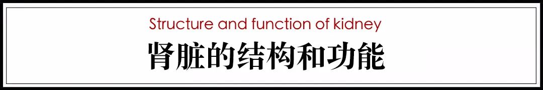 猫病视频,猫肾脏病视频大全