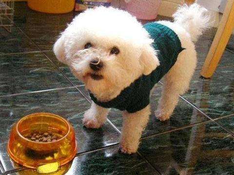 比熊犬可以吃什么水果,比熊犬哪些水果不可以吃