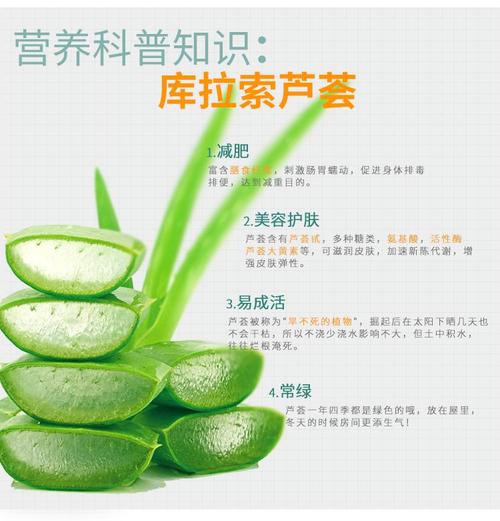 库拉索芦荟的种植方法以及美容功效