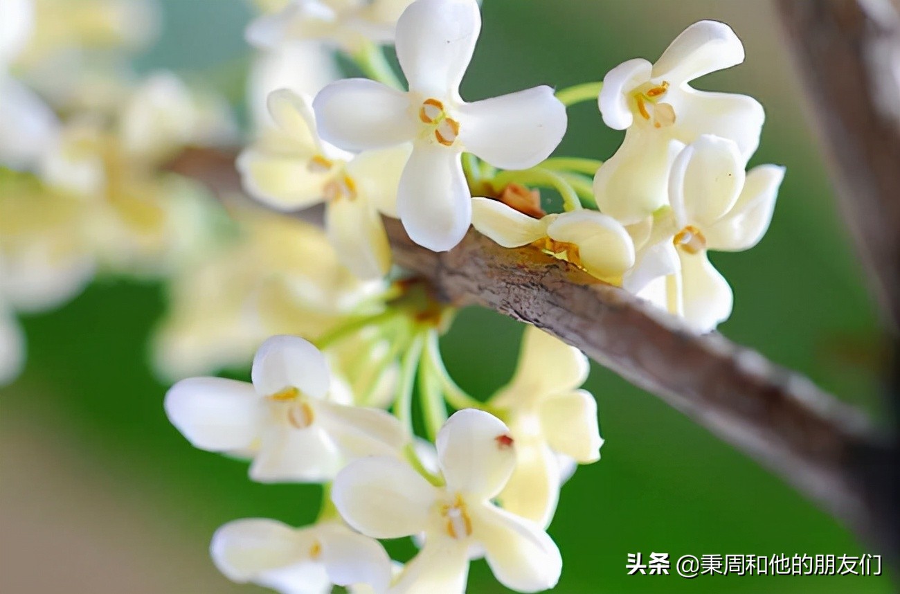 绉夊懆,绉夊懆鍜屼粬鐨勬湅鍙嬩滑