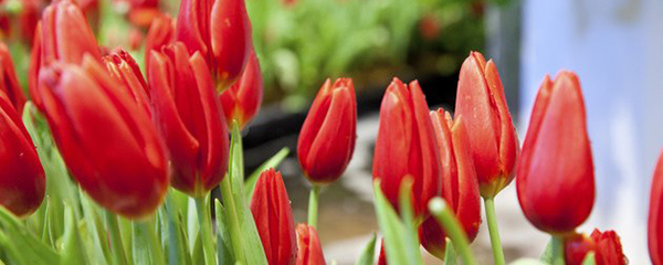 郁金香的种植方法和注意事项,郁金香的水培方法