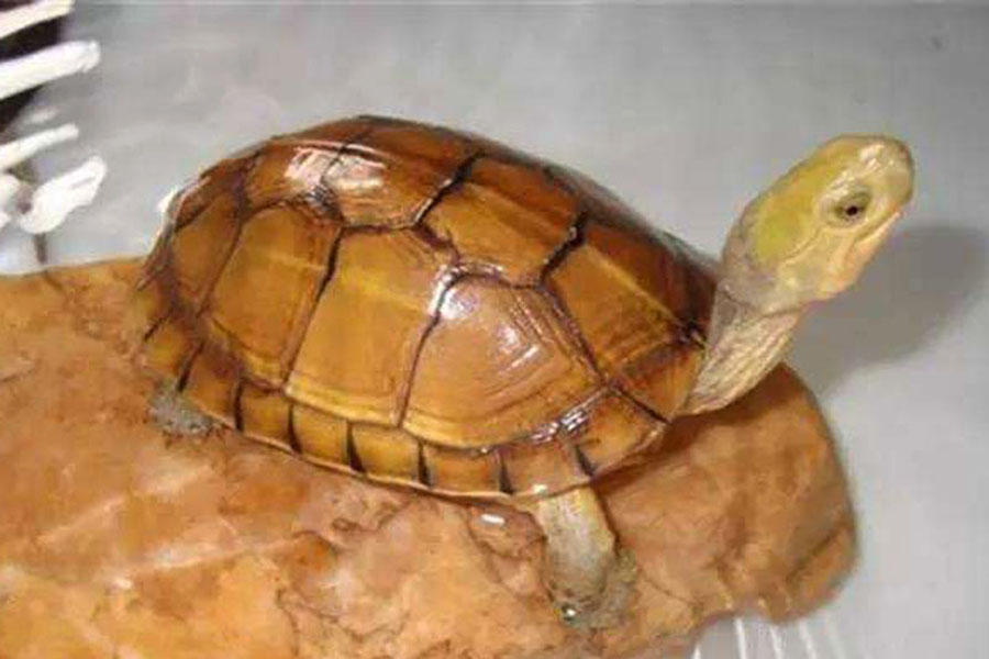 乌龟有腐皮该怎么办,乌龟腐皮太严重怎么办