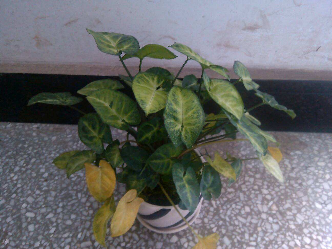 合果芋长得太高了怎么管理,合果芋养在室内有害吗