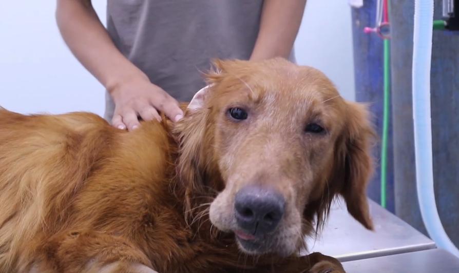 叼着绳子的金毛找到了吗,叼着绳子的金毛后续