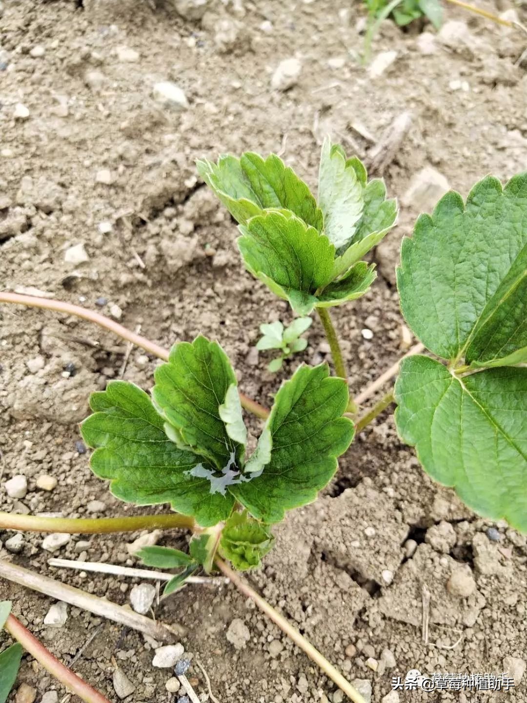 蓟马反复出现怎么办,蓟马虫老是飞到身上