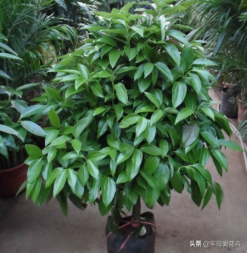 平安树叶子发干发黄怎么回事,平安树叶子一直发黄什么原因