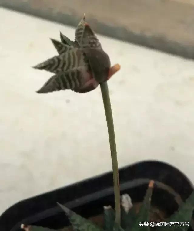 多肉开花怎么办呢,多肉开花的原因和解决方法