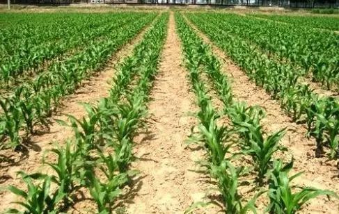 怎么预防玉米苗期病虫害,玉米苗期虫害防治方法