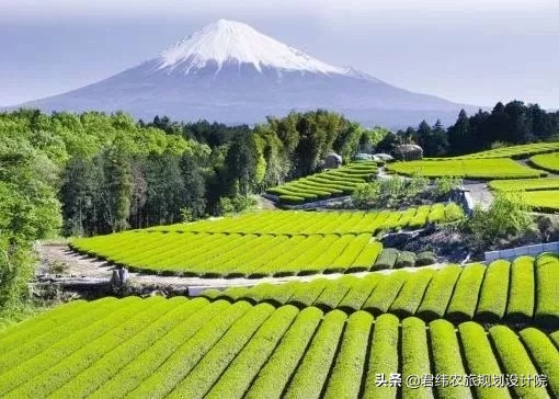 生态项目商业计划书,生态农业产业园规划设计方案