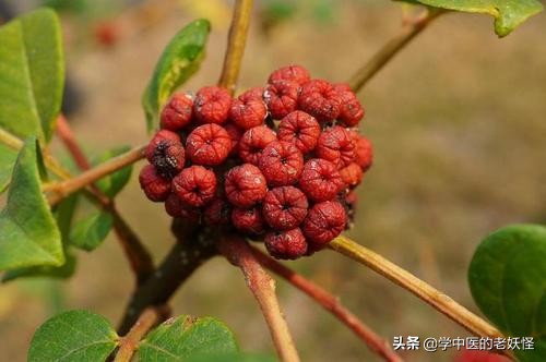 中药吴茱萸用量,每日一方吴茱萸汤