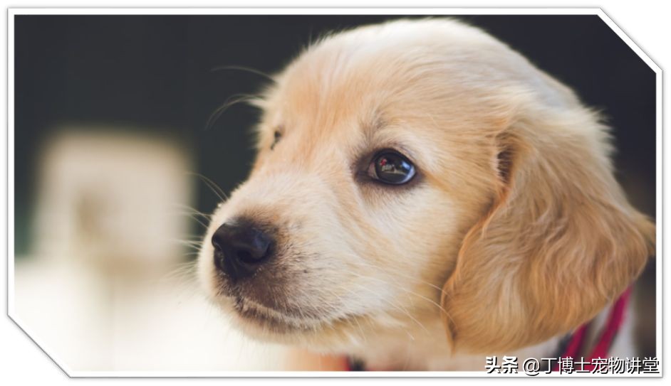 饲养幼犬教学,养宠新手喂食