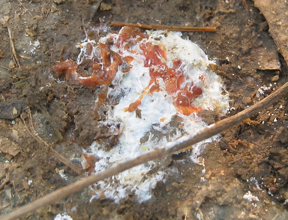 如何分辨虚寒下痢和泻热下痢,预防家禽白痢