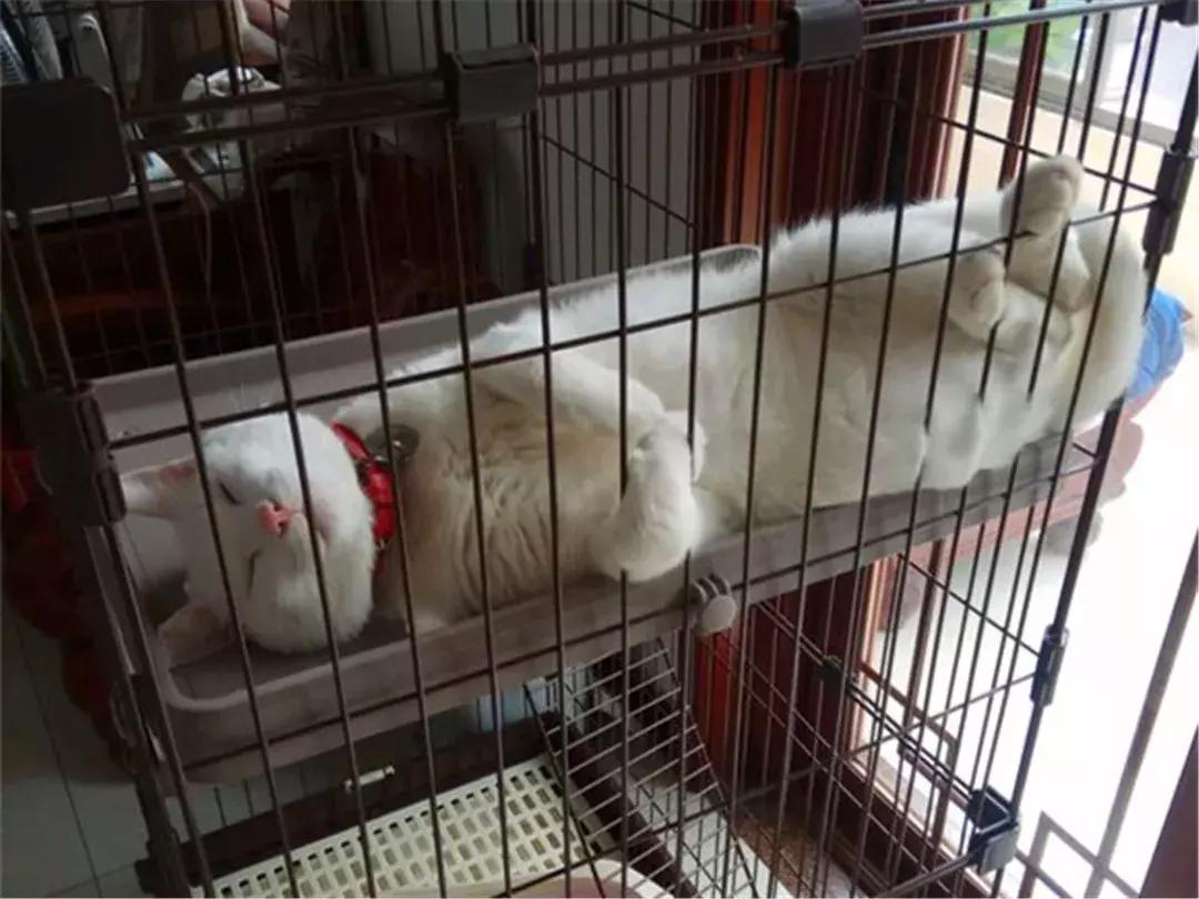 猫咪绝育后护理方法,猫猫绝育后如何护理