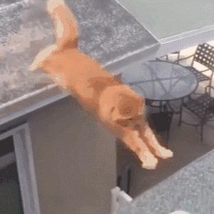 猫圈玄学,十橘九渣