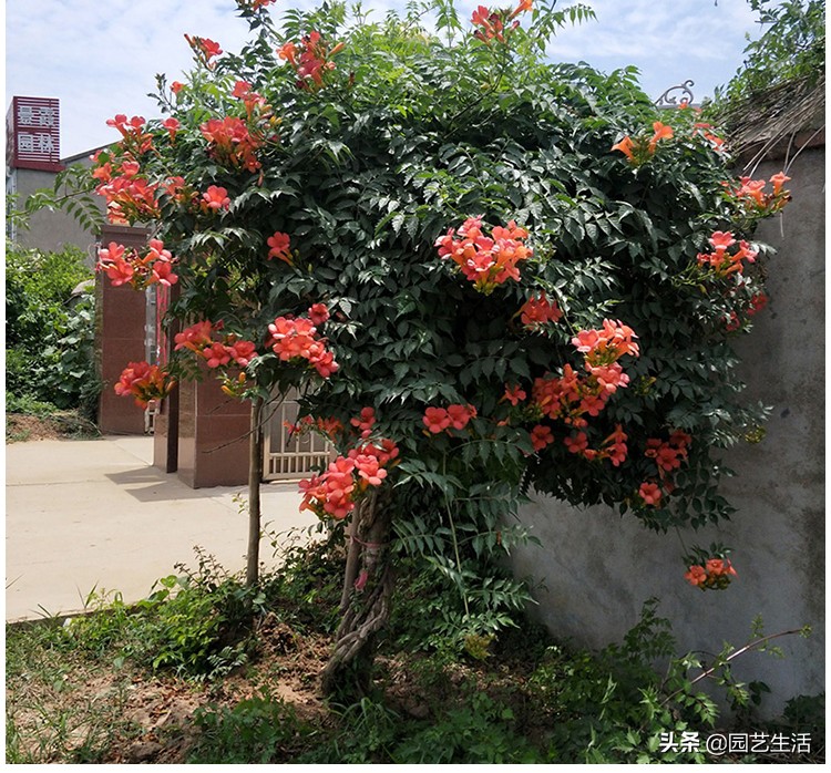 爬山虎拔了吧，凌霄一年能开180天，现在种一棵，夏天正好驱蚊虫