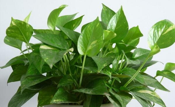 栀子花怕甲醛吗,栀子花吸甲醛效果好吗