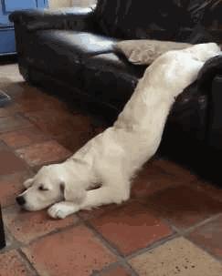 困成狗是什么样子,看看你家小狗的睡姿